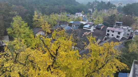 中国广西壮族自治区桂林市灵川县海洋乡银杏