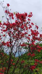 高山杜鹃花