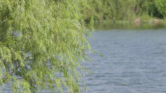 夏日风吹杨柳树，摇曳在湖畔