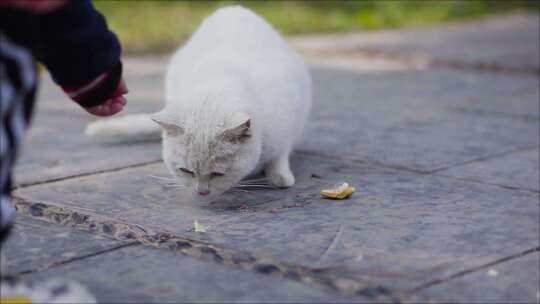 公园流浪猫