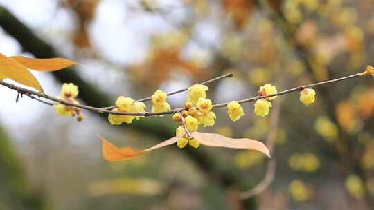 冬天盛开的黄色腊梅花