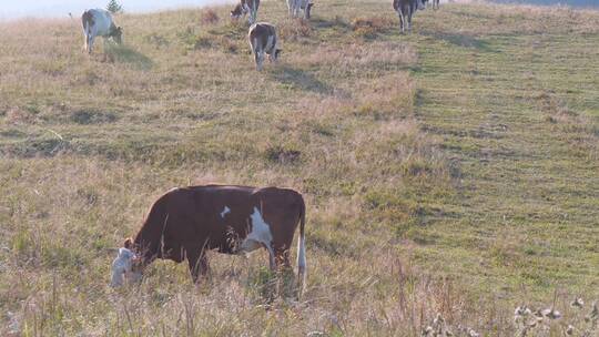 牛 奶牛 牛群 牧牛 放牧 草坪 牧场视频素材模板下载