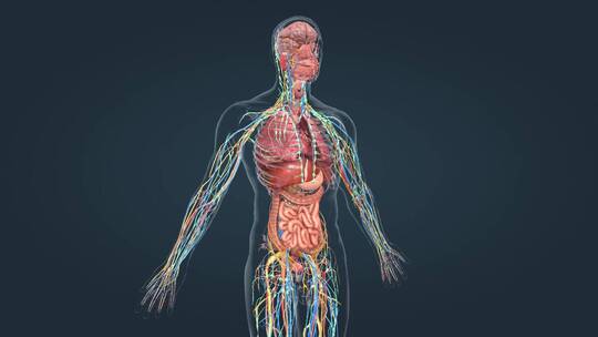 人体器官细胞肝细胞组织新陈代谢三维动画