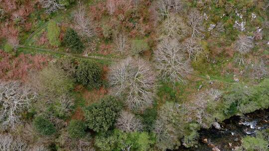 里约索尔在春天穿过一个有森林的山谷和一条山路。无人机横向飞行