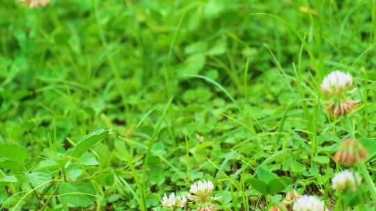 植物园公园户外野外植物小草青草花朵花丛蒲