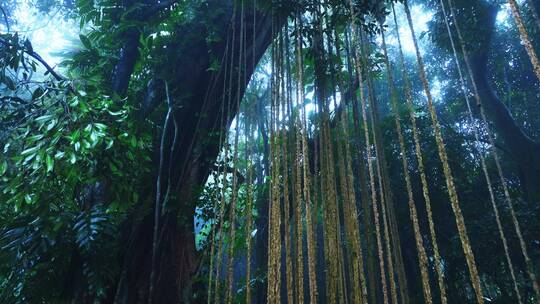 大自然热带雨林风景