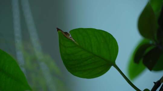 绿叶 绿色植物