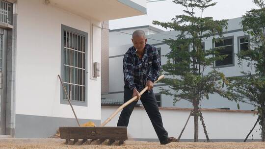 乡村稻谷晾晒视频干农活