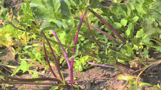 大棚种植蔬菜绿叶菜农民菜农菜