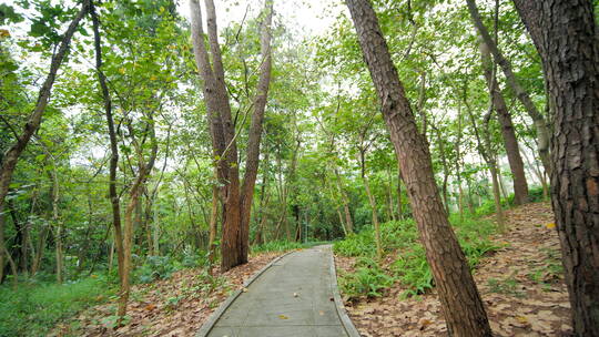 植物园森林公园林间小路