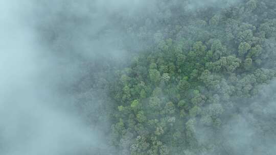 云雾森林云海树林航拍森林雨天森林俯拍树林