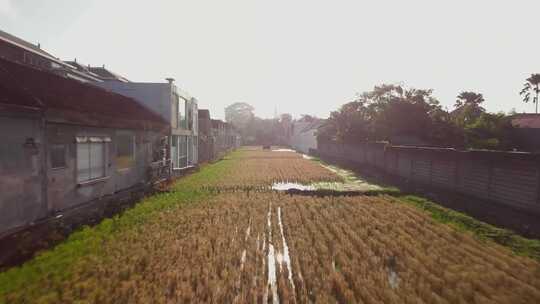 巴厘岛，田野，稻米，亚洲