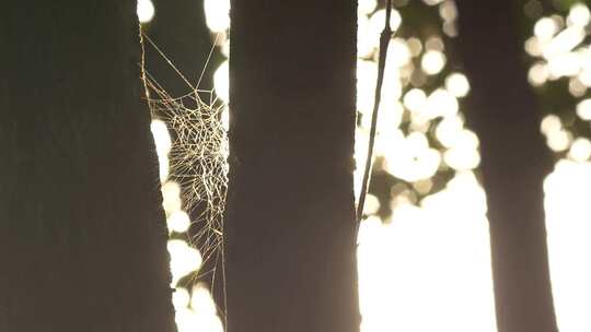 逆光下树干上的蜘蛛网