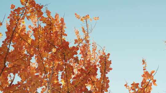 金秋彩色的树叶视频素材模板下载