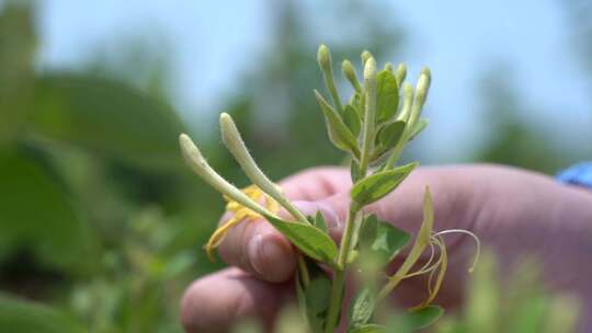 金银花 金银花种植 金银花收获