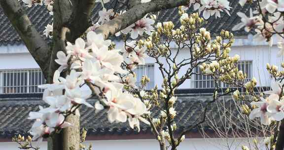 居民小区玉兰花盛开了