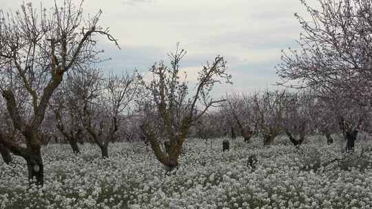 Almendros sin herbic