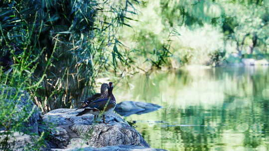 多重曝光树叶阳光唯美光影夏天意境逆光阳光