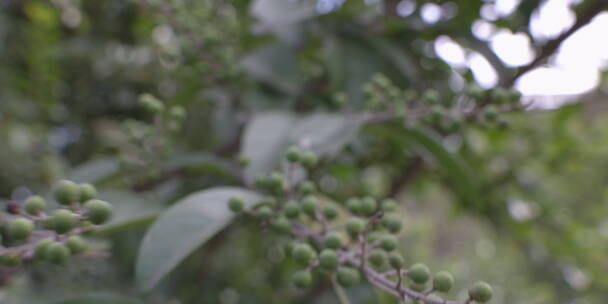 户外 野外 植物 自然 绿色 桂花 秋天叶子