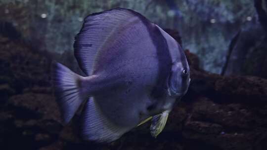 七彩神仙鱼水族馆鱼类热带鱼特写