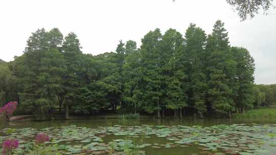 自然风光树枝树叶无锡太湖鼋头渚风景区实拍