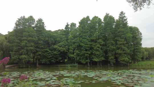 自然风光树枝树叶无锡太湖鼋头渚风景区实拍视频素材模板下载