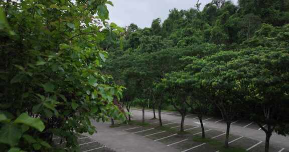 云南野象谷雨林航拍