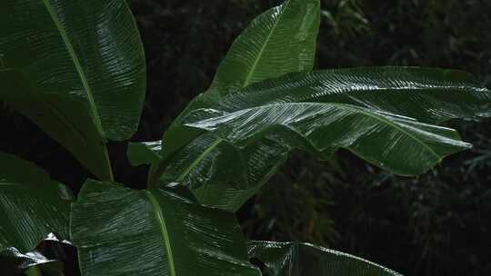 雨打芭蕉 多组镜头