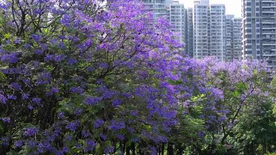 重庆彩云湖湿地公园网红蓝花楹盛开