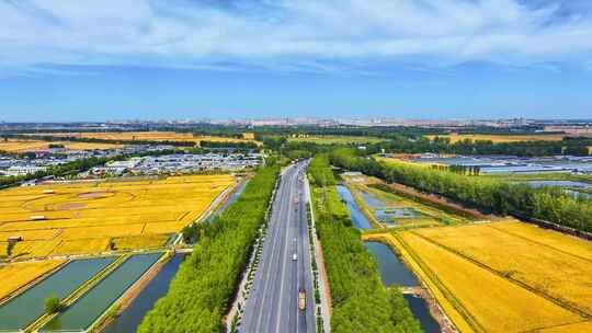 辽宁盘锦村庄道路秋天稻田航拍