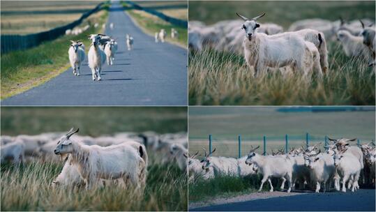 【合集】内蒙草原山羊羊群放牧