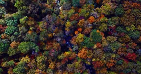 秋季 多彩树林 壮丽森林