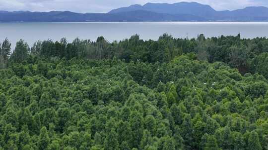 捞鱼河湿地公园鸟群