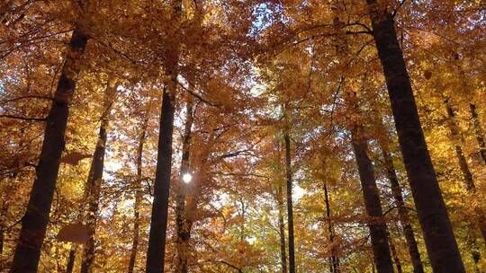 秋树上飘落的树叶