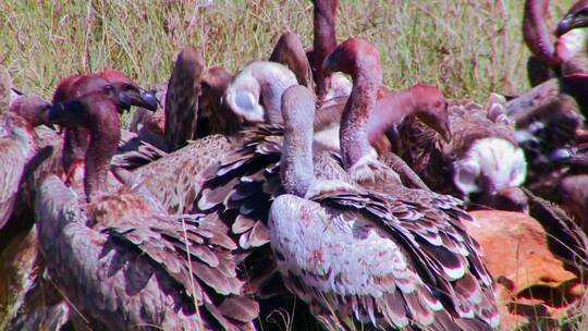 一群秃鹫在非洲大草原上吃腐肉