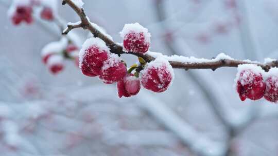 枝头覆雪的红色花朵素材