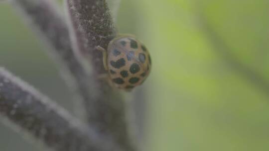 茄子茎上爬行的瓢虫特写LOG视频素材模板下载