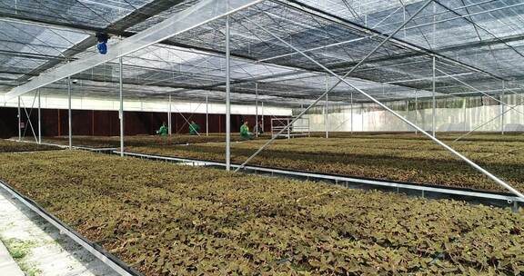 温室大棚内蔬菜种植场景