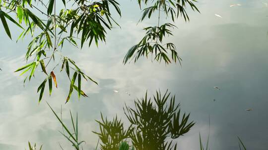 湖边竹林岸边竹子倒影意境空镜