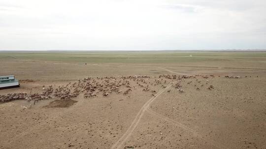 新疆航拍骆驼群视频素材模板下载