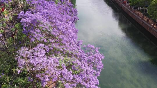 航拍昆明滨江蓝花楹美景