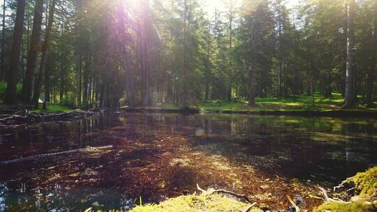 阳光透过松林照射在长满苔藓的池塘上