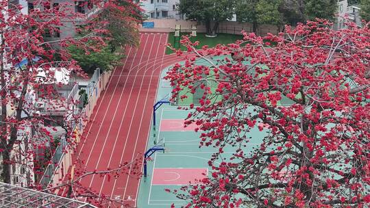 中国广东省广州市海珠区黄埔村木棉花