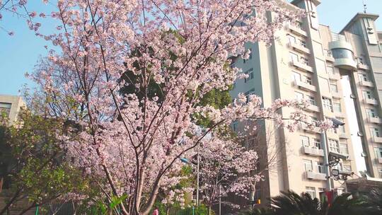 武汉理工大学逸夫楼前的樱花视频素材模板下载