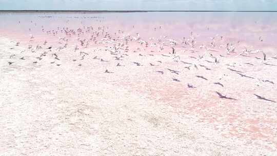 航拍红色盐湖群鸟飞过水面视频素材模板下载