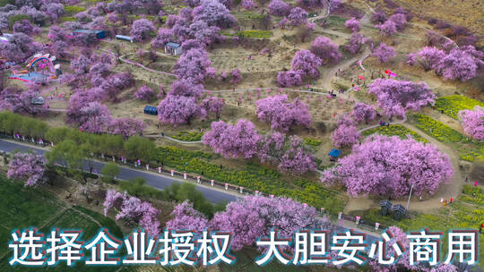西藏风光林芝桃花节粉红桃花旅游公路田地