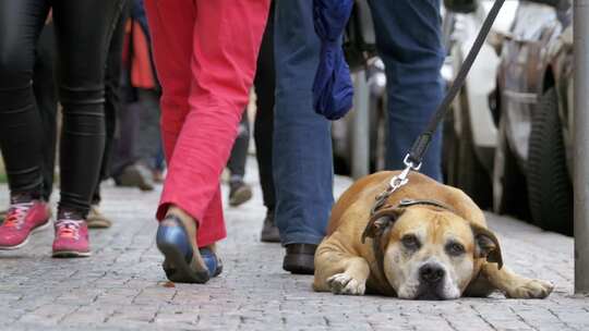 忠实不幸的狗躺在人行道上等待主人人群冷漠