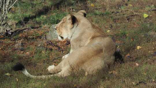 亚洲母狮。极度濒危的物种。