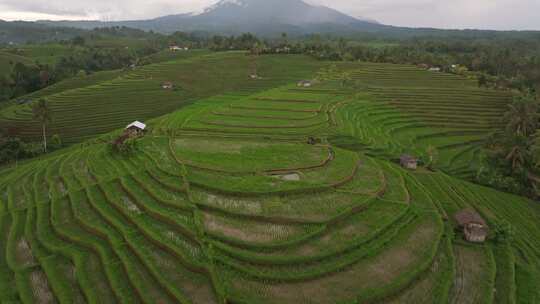 稻田，农场，梯田，棕榈树