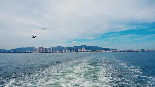 大海海鸥飞翔